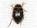 Hygrotus inaequalis